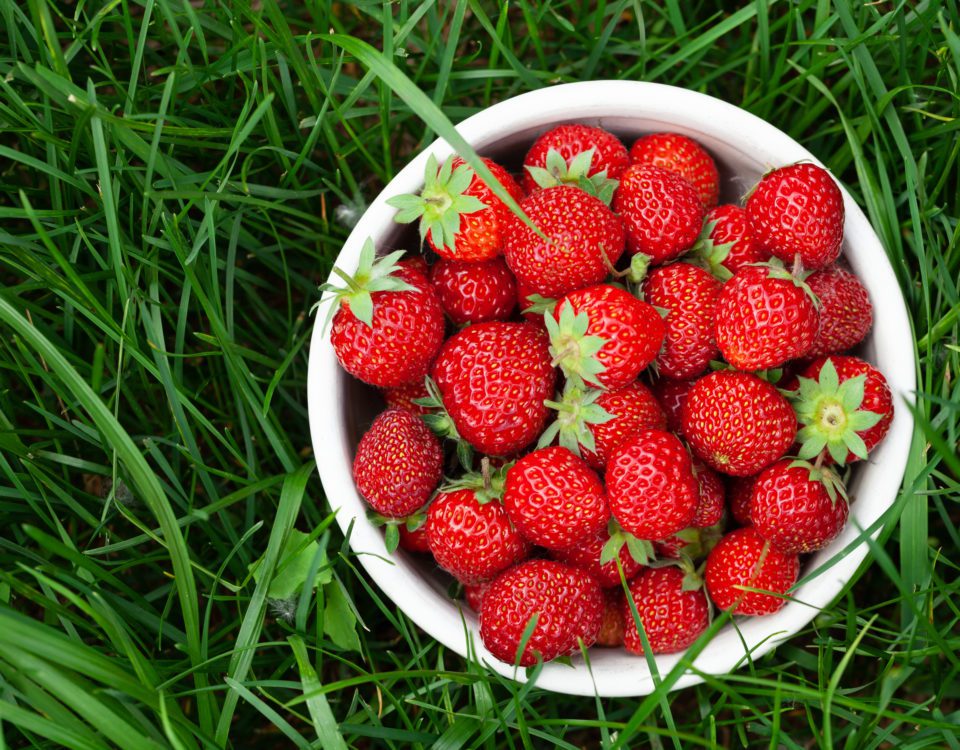 Erdbeeren in einer Schüssel