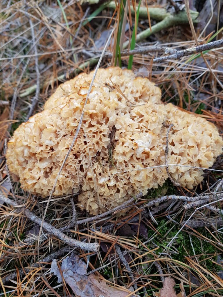 Krauseglucke ein Waldpilz