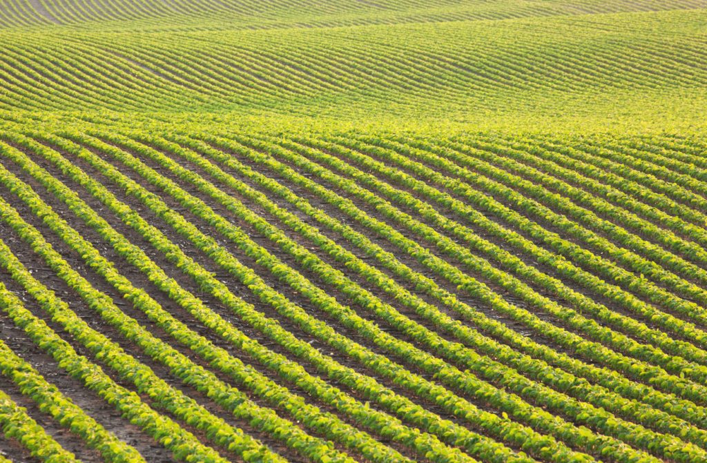 Feld mit grünen Sojabohnenpflanzen