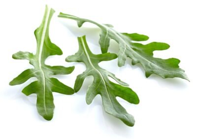 Rucola einzelne blätter