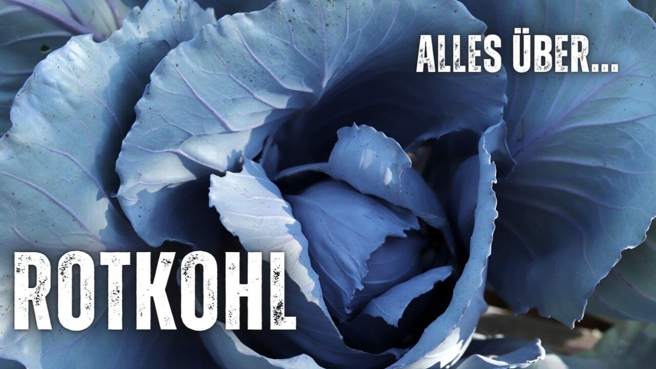 Rotkohl featured Image