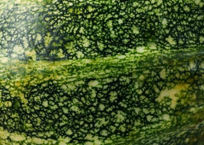 Schale einer Zucchini