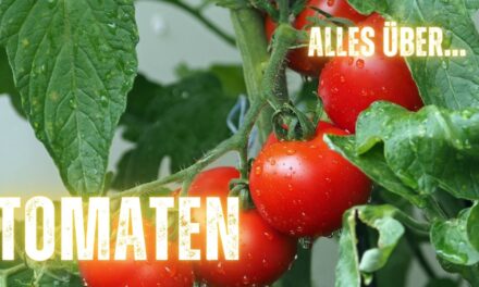 ausführliche Warenkunde: Tomaten