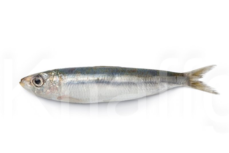 Sardine freigestellt