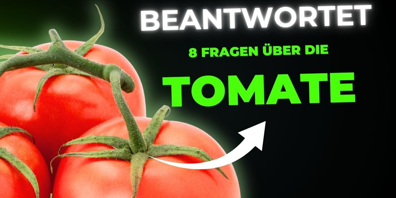 Beantwortet: 8 oft gefragte Fragen über die Tomate als Lebensmittel