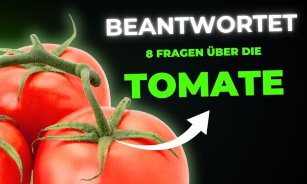 Beantwortet: 8 oft gefragte Fragen über die Tomate als Lebensmittel