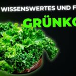 Grünkohl: Daten, Fakten, Wissenswertes und Fragen über das Superfood