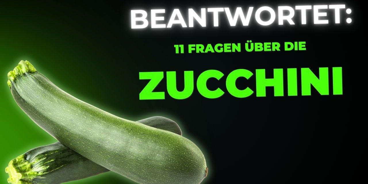 11 Fragen und Antworten über Zucchini