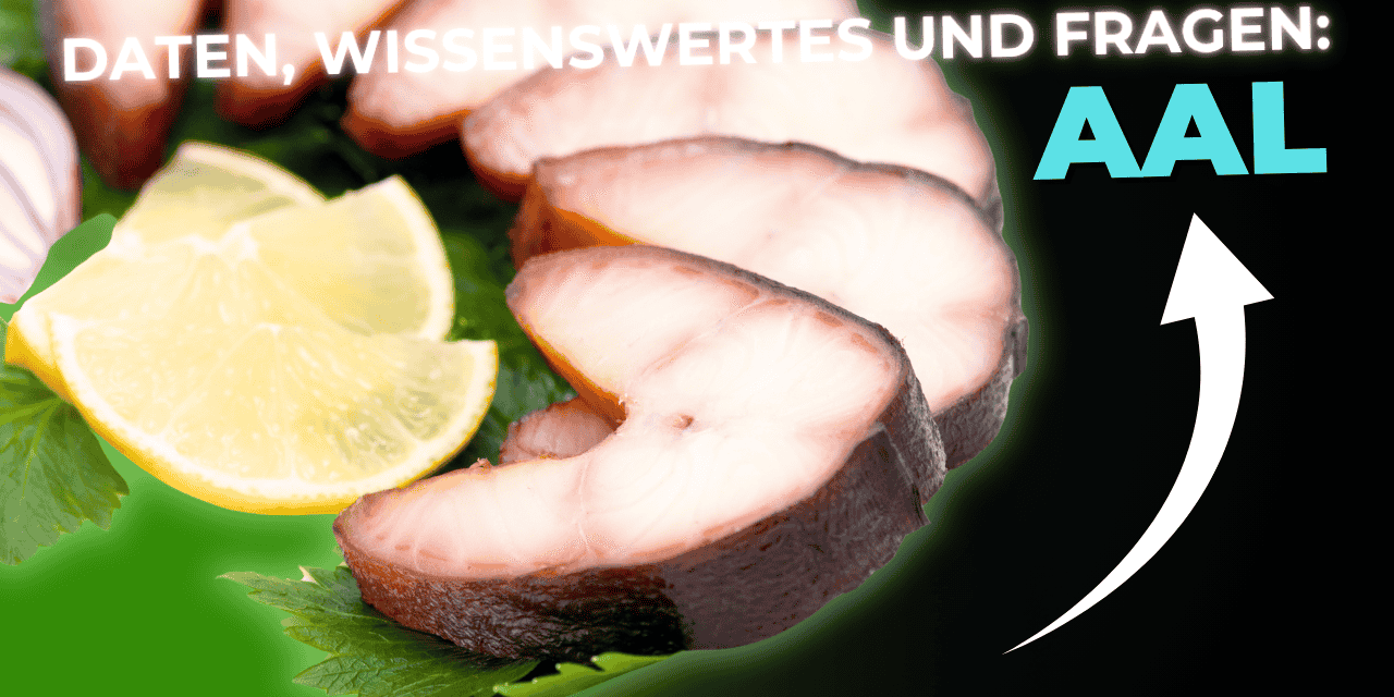 Lebensmittel-Wissen: der Aal