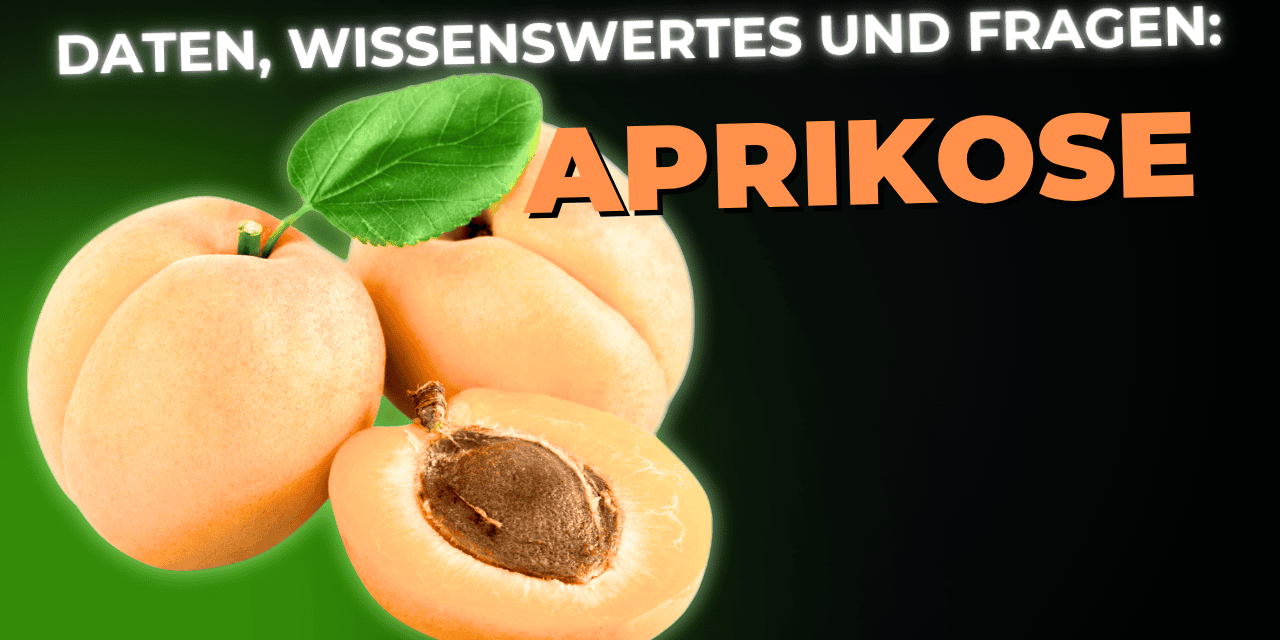 Lebensmittel-Wissen: die Aprikose