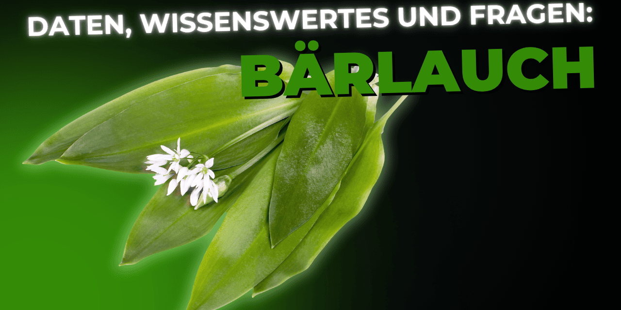 Lebensmittel-Wissen: Bärlauch