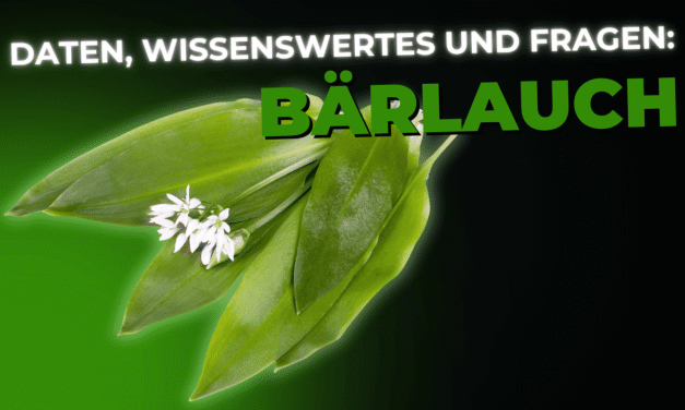 Lebensmittel-Wissen: Bärlauch