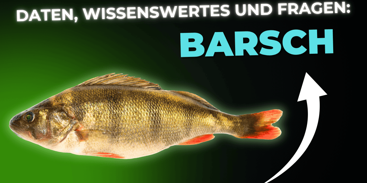 Lebensmittel-Wissen: der Barsch