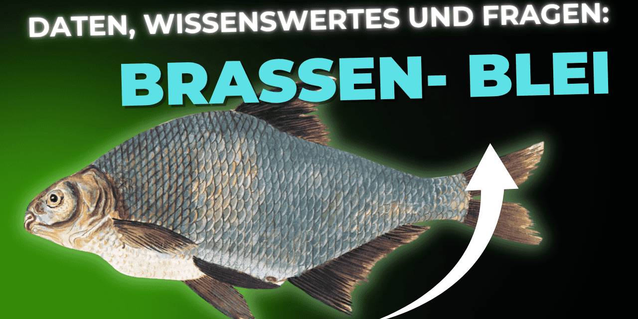 Lebensmittel-Wissen: der Brassen – Blei
