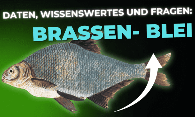 Lebensmittel-Wissen: der Brassen – Blei