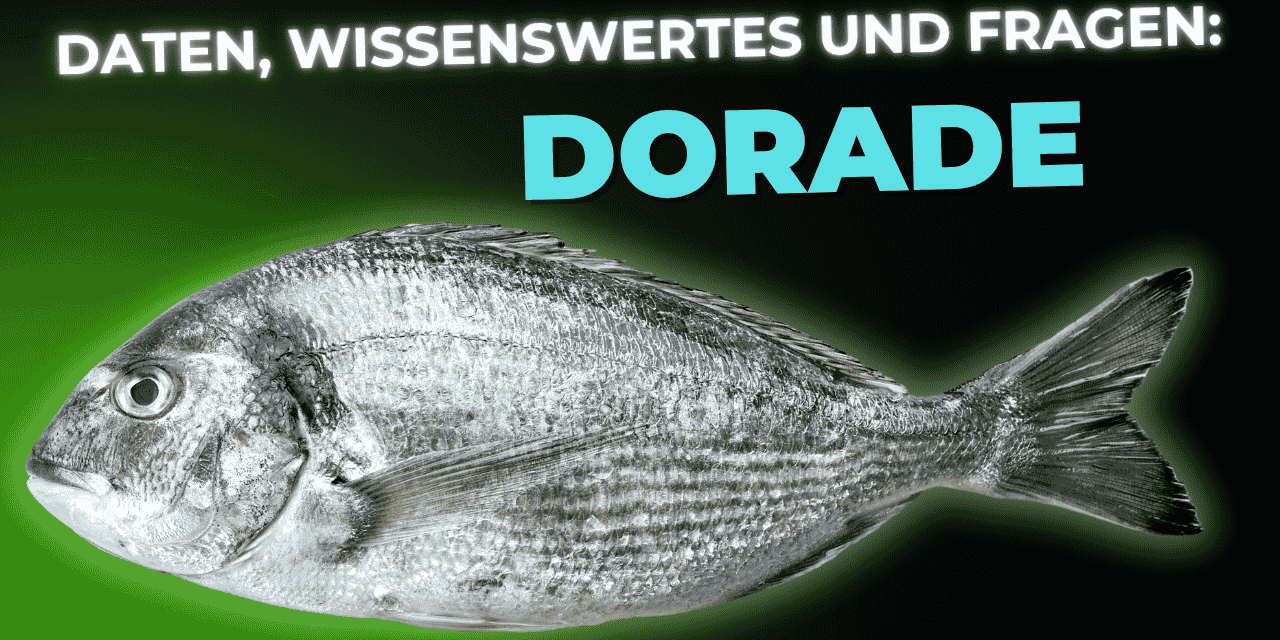 Lebensmittel-Wissen: die Dorade
