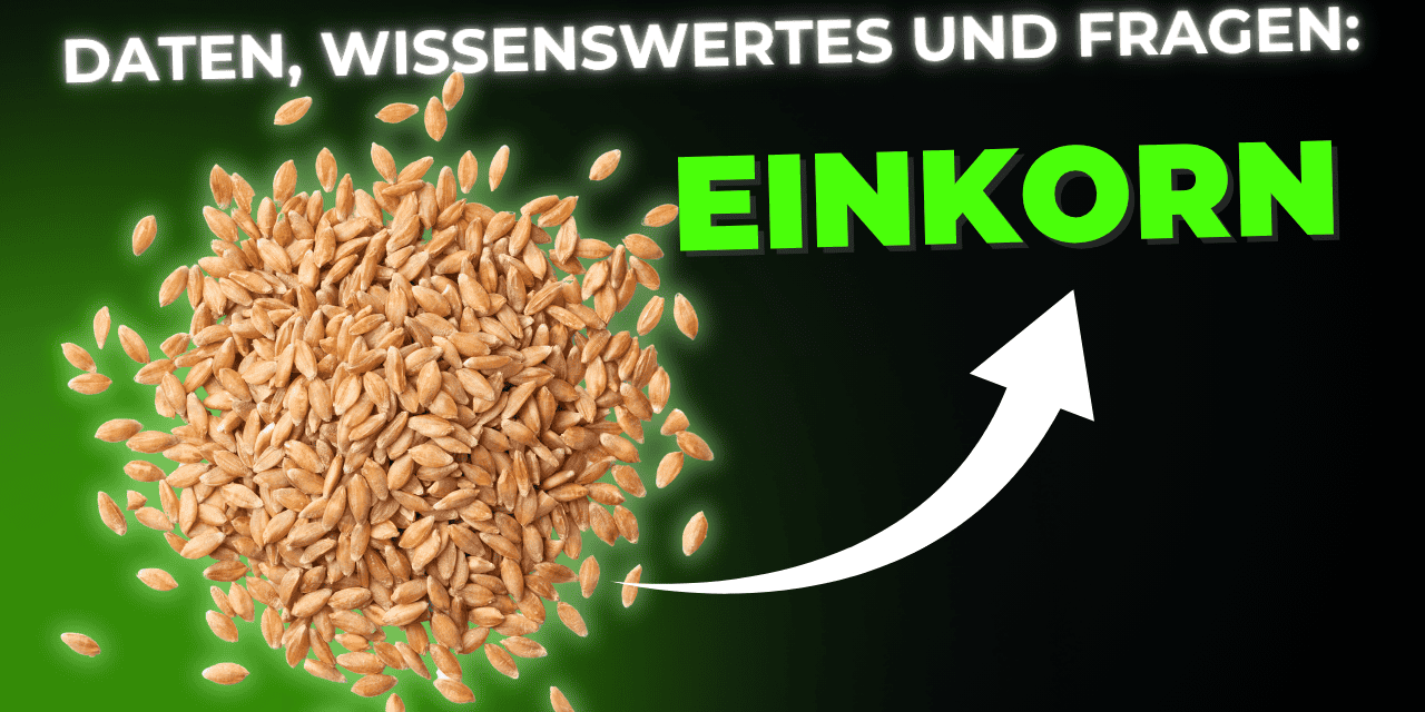 Lebensmittel-Wissen: Einkorn