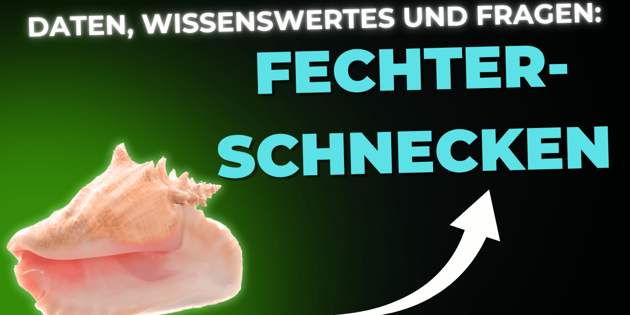 Lebensmittel-Wissen: Fechterschnecken
