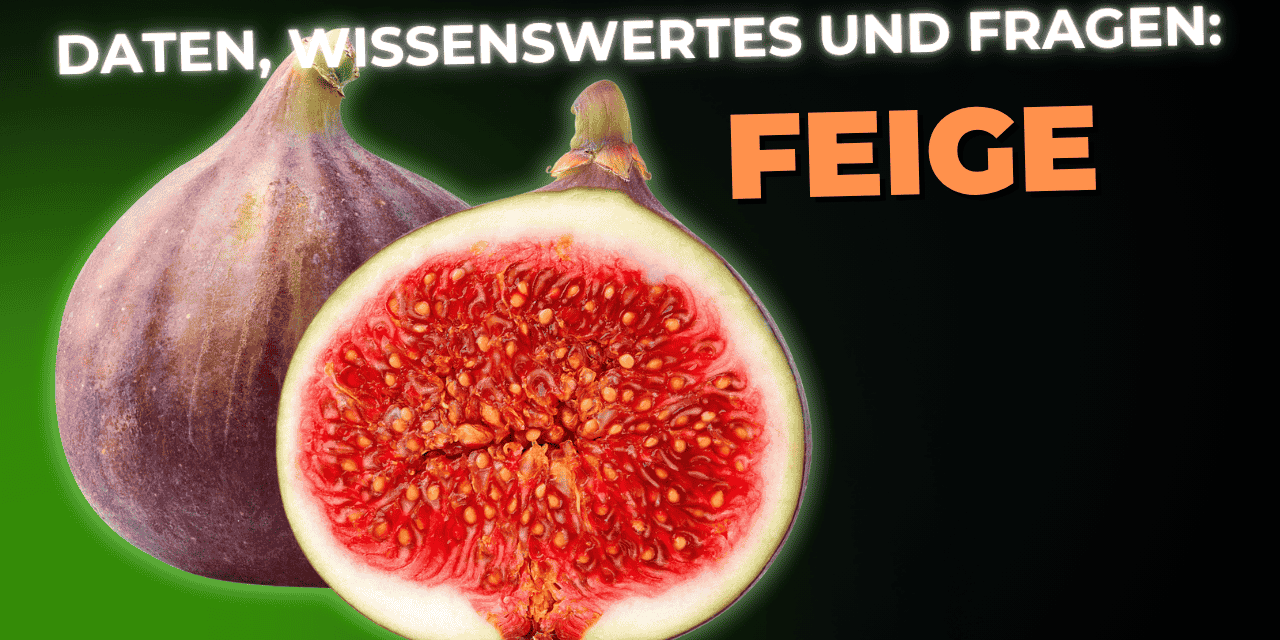 Lebensmittel-Wissen: die Feige