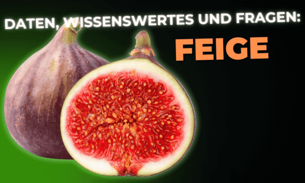 Lebensmittel-Wissen: die Feige