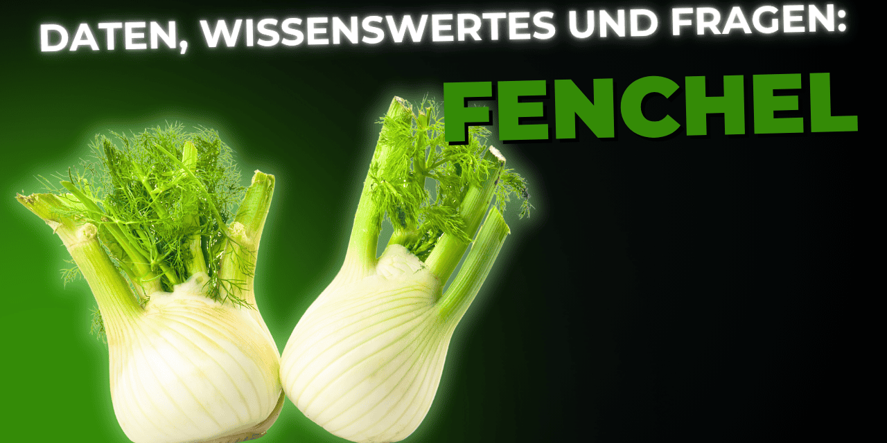 Lebensmittel-Wissen: Fenchel