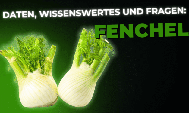 Lebensmittel-Wissen: Fenchel