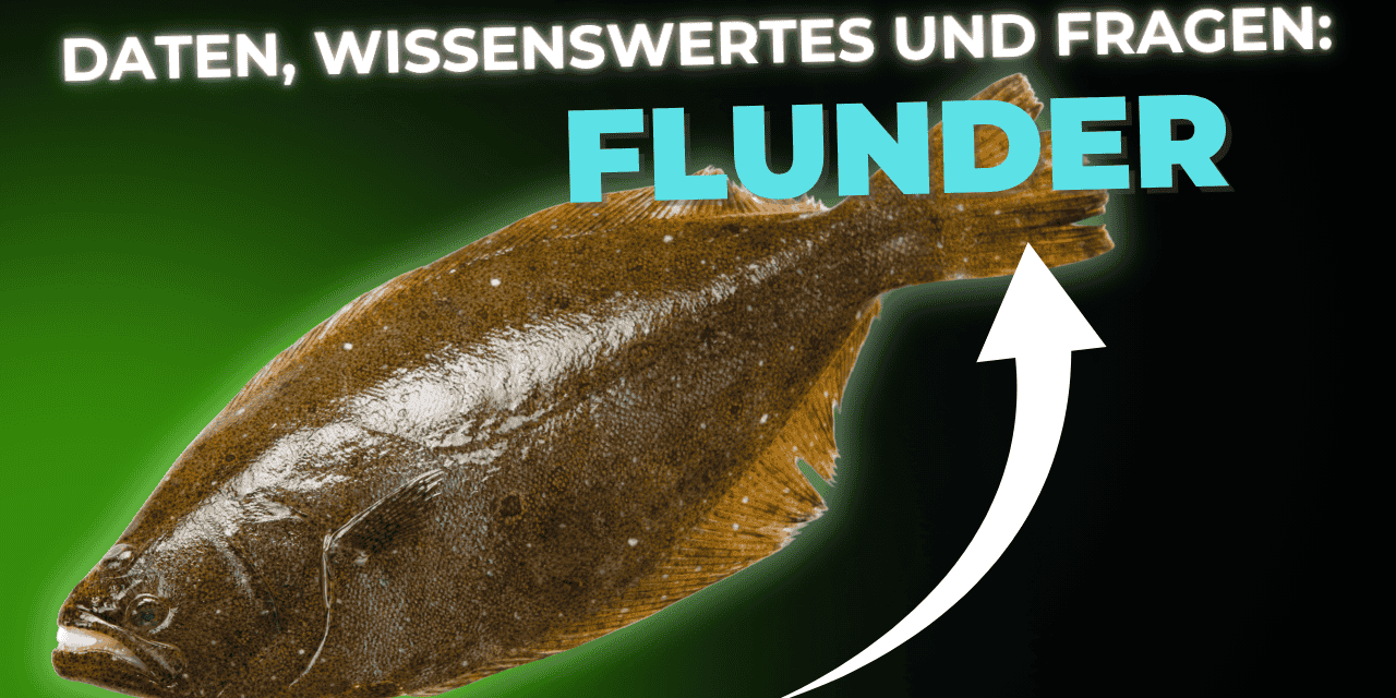Lebensmittel-Wissen: Flunder