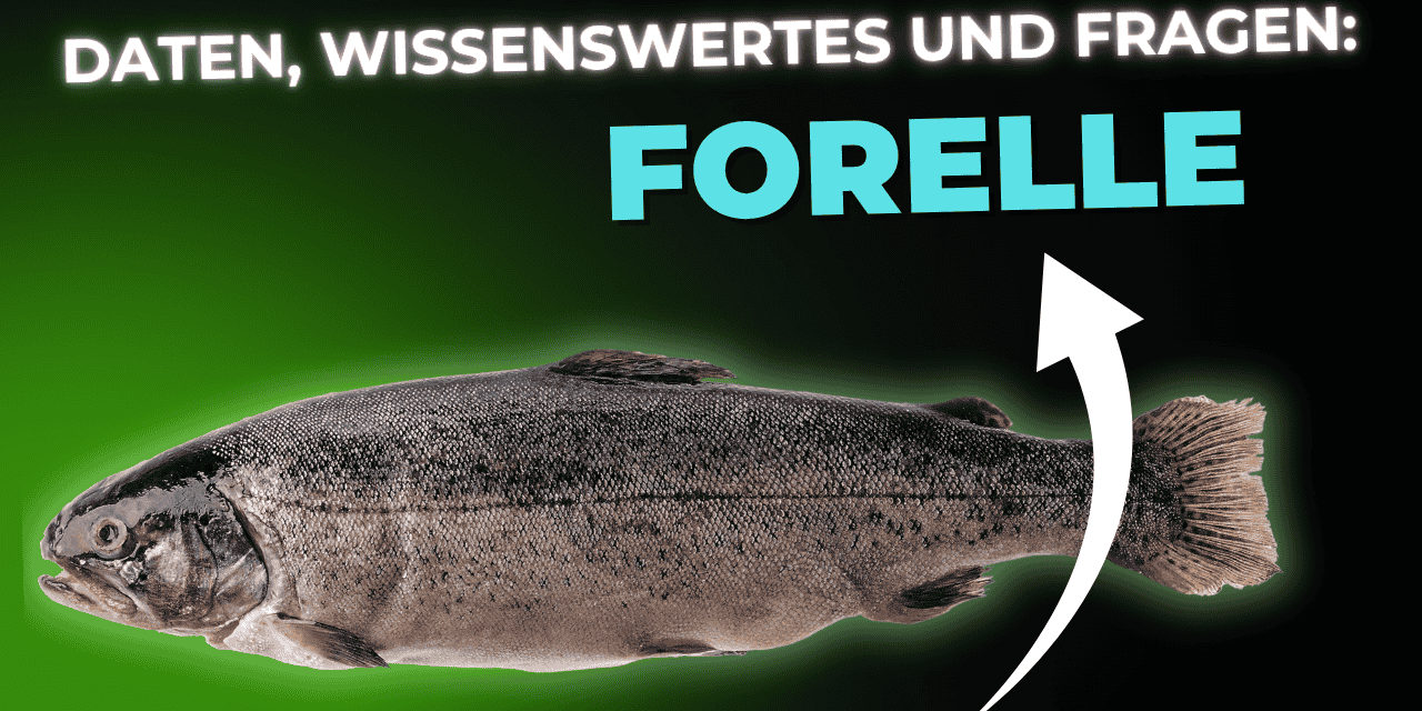 Lebensmittel-Wissen: Forelle