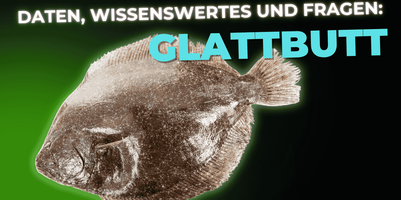 Lebensmittel-Wissen: der Glattbutt