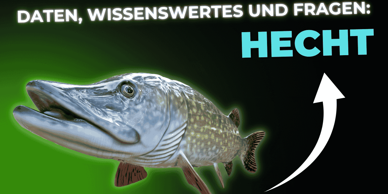 Lebensmittel-Wissen: der Hecht