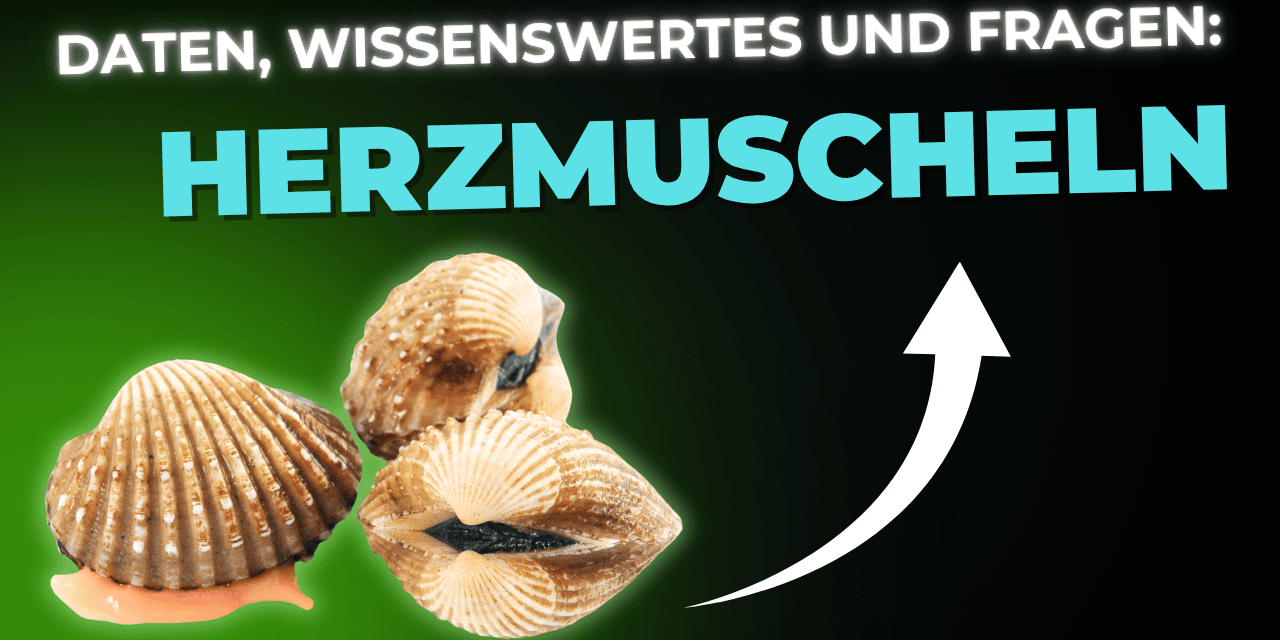Lebensmittel-Wissen: Herzmuscheln