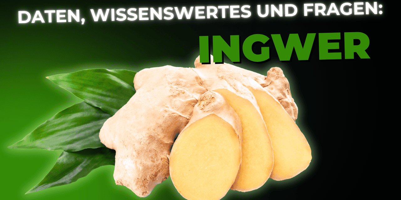 Lebensmittel-Wissen: Ingwer