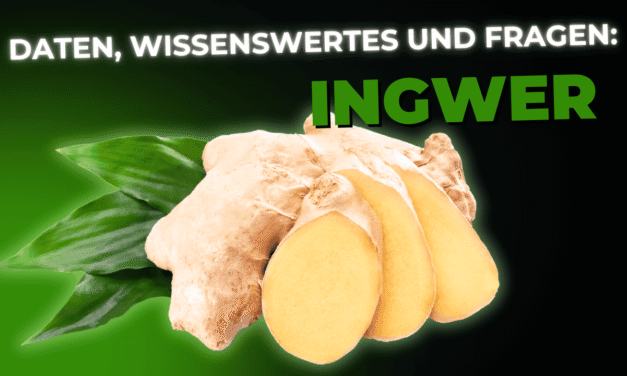 Lebensmittel-Wissen: Ingwer