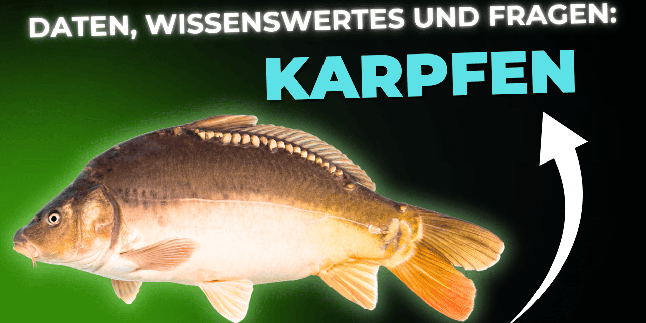 Lebensmittel-Wissen: der Karpfen