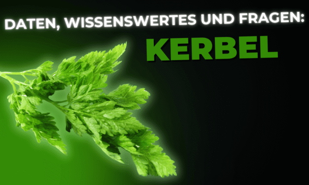 Lebensmittel-Wissen: Kerbel