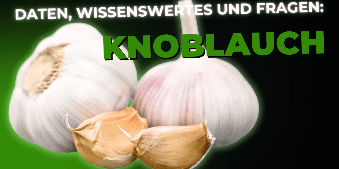 Lebensmittel-Wissen: Knoblauch
