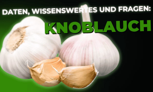 Lebensmittel-Wissen: Knoblauch
