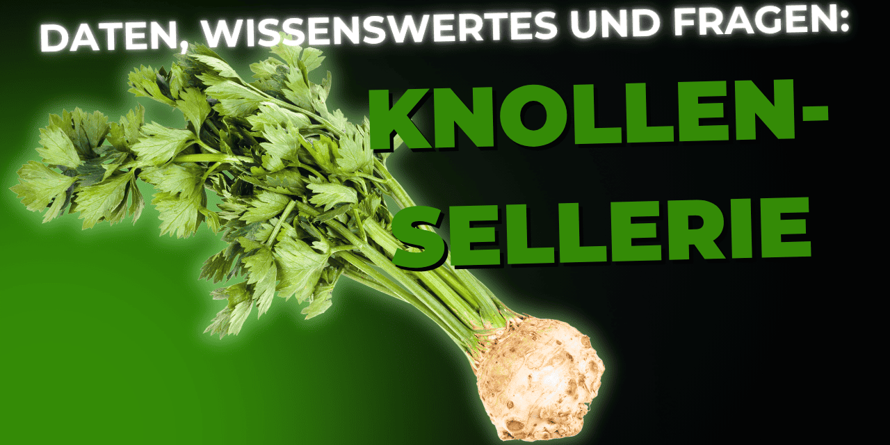Lebensmittel-Wissen: Knollensellerie