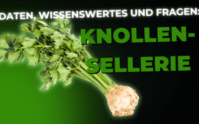 Lebensmittel-Wissen: Knollensellerie
