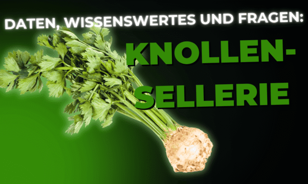 Lebensmittel-Wissen: Knollensellerie