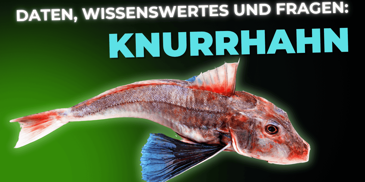 Lebensmittel-Wissen: der Knurrhahn