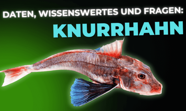 Lebensmittel-Wissen: der Knurrhahn