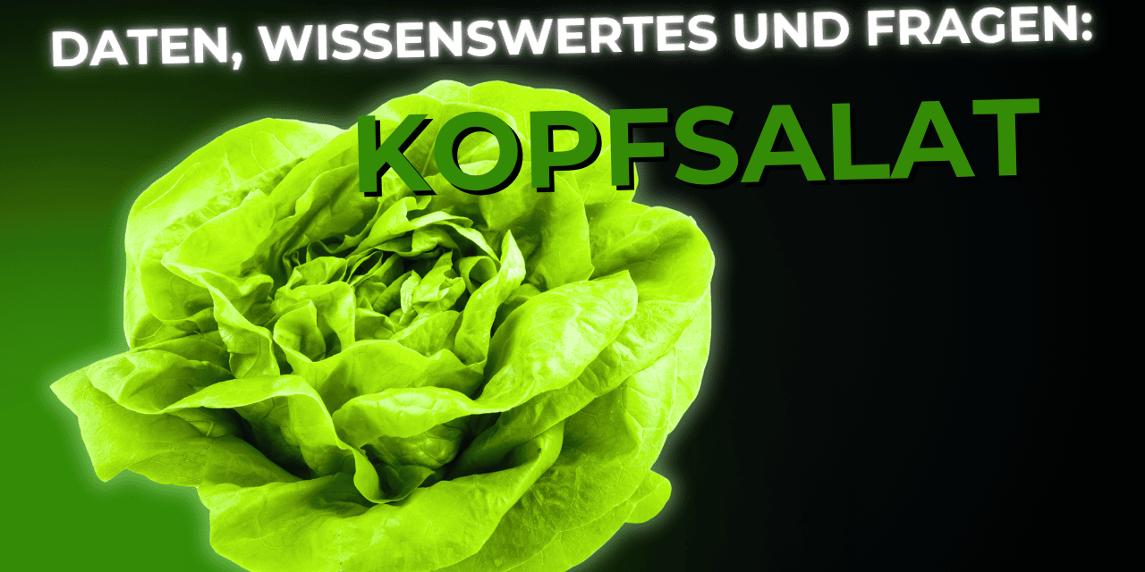 Lebensmittel-Wissen: Kopfsalat