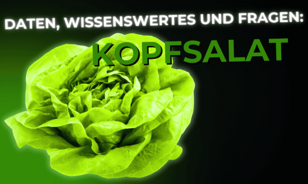 Lebensmittel-Wissen: Kopfsalat