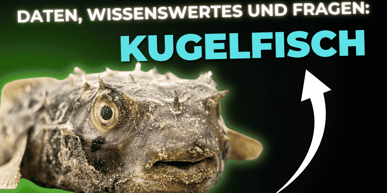 Lebensmittel-Wissen: Kugelfisch