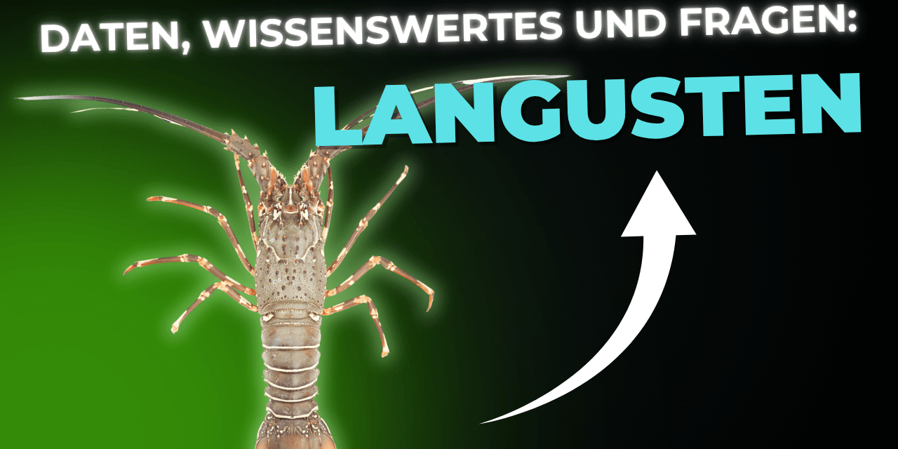 Lebensmittel-Wissen: Langusten