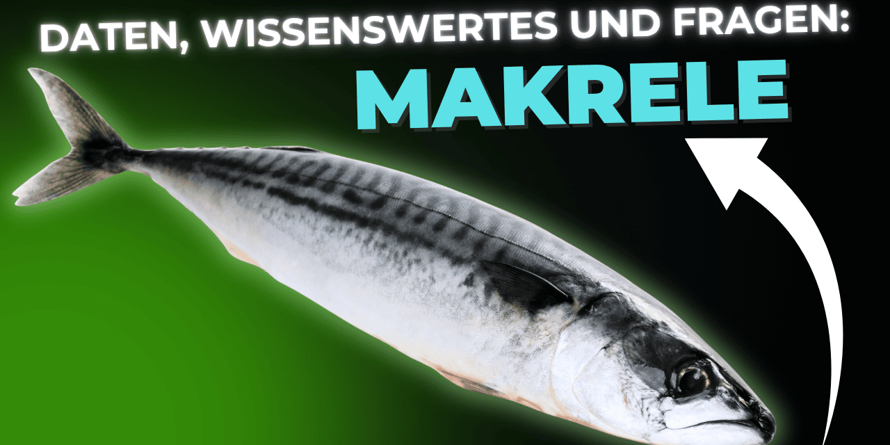 Lebensmittel-Wissen: Makrele