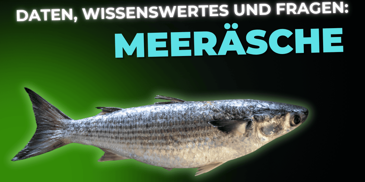 Lebensmittel-Wissen: die Meeräsche