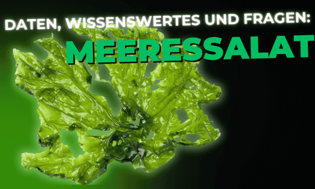 Lebensmittel-Wissen: Meeressalat
