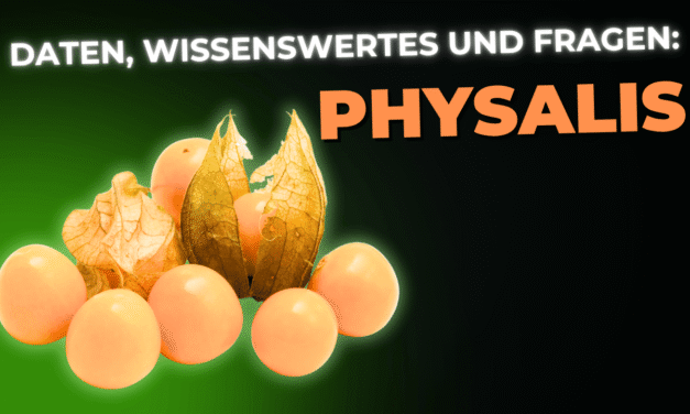 Lebensmittel-Wissen: Physalis